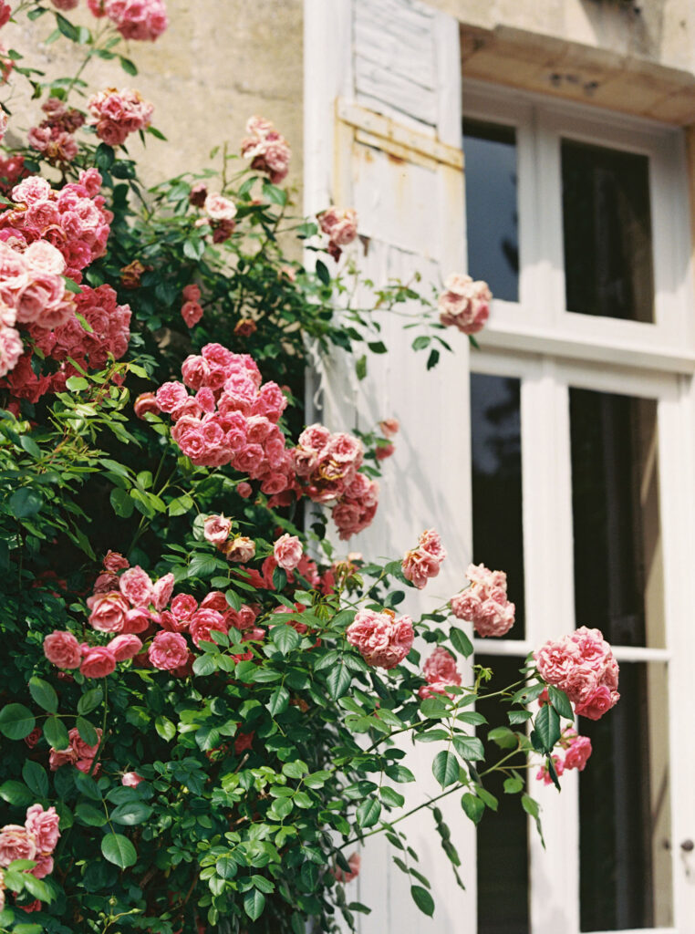 Pink roses in full bloom decorates a vine climbing the side of a building, reaching towards a nearby white-framed window