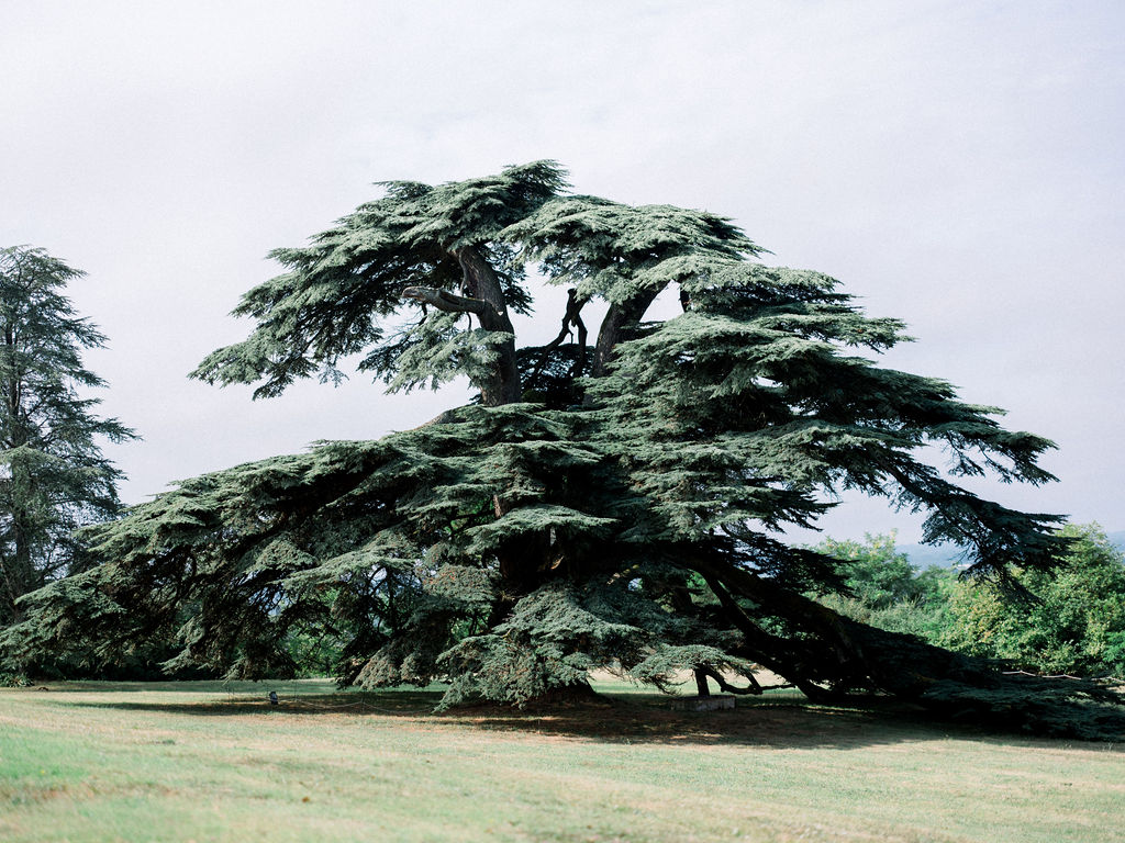 The majestic cedar tree on the château grounds.