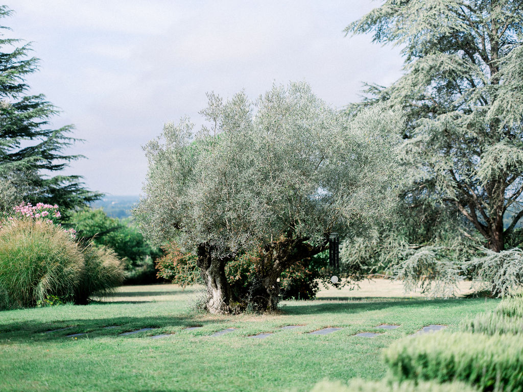 Peaceful olive tree in Bordeaux countryside.